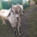 Фото №4 Продаю коз