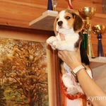 Фото №4 щенки бигля ркф