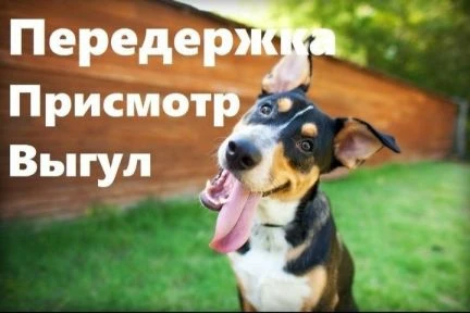 Фото Профессиональная забота и комфортное содержание 