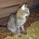 Фото №10 Маленькая королева Кетти в добрые руки