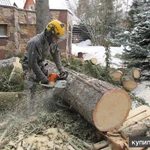 фото Спил, снос, обрезка деревьев