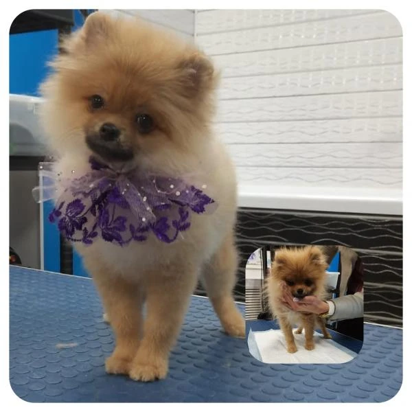 Фото Стрижка, мытьё, тримминг, гигиеничекий уход собак и кошек