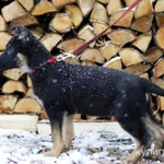 Фото №6 щенки немецкой овчарки