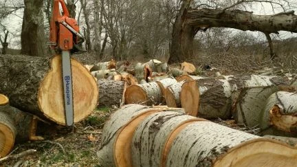 Фото Дрова Самовывоз.Удобрение Мульча/Щепа.Новороссийск