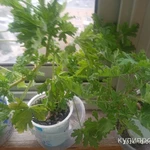 Фото №2 Герань душистая