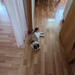 фото Передержка кошек/котов