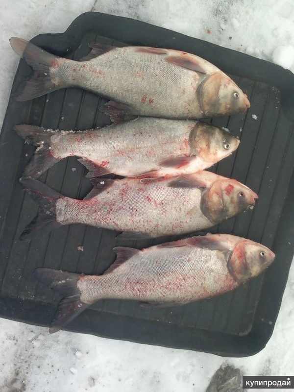 Фото Толстолобик прудовой