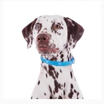 Фото №6 Круглый светящийся ошейник от Rungo выдержит любые погодные условия.