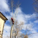 Фото №4 Обрезка деревьев, Кронирование, стрижка изгороди