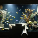 Дизайн аквариумов, запуск новых аквариумов по Крыму
