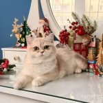 Фото №9 Британская девочка Лазура