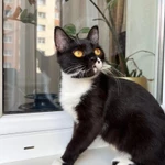 Фото №3 Кошка Брусничка в добрые руки