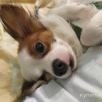 Фото №8 Метис чихуахуа и папийона