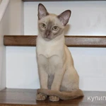 Тонкинские котята