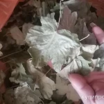 Фото №4 Клён листья. Цена за 100 грамм.