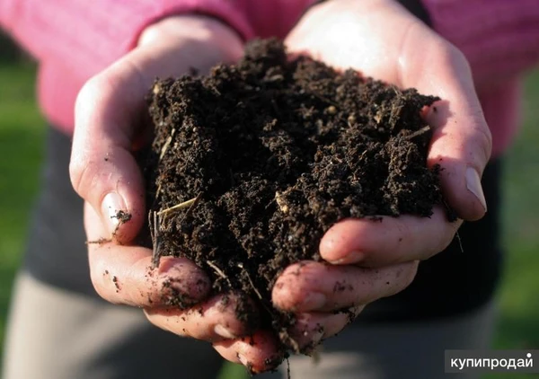 Фото Грунт плодородный, земля плодородная
