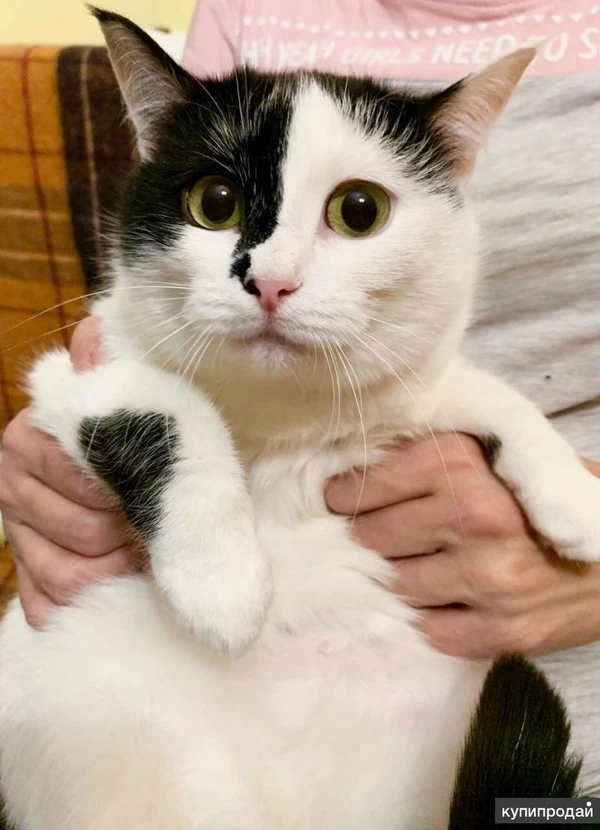 Фото Уникальная красавица кошечка Маска ищет дом