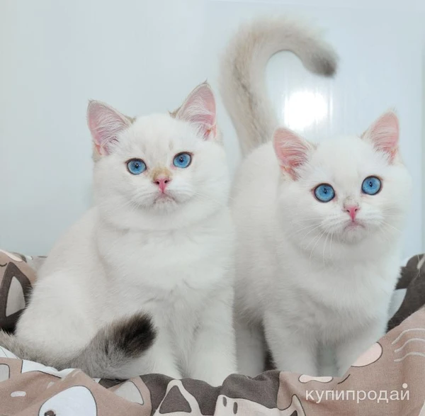 Фото Шикарные гбританские шиншиллы 4 мес
