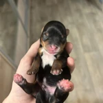 Фото №3 Йоркширский терьер