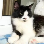 Фото №2 Пушистый котёнок Нафаня в добрые руки