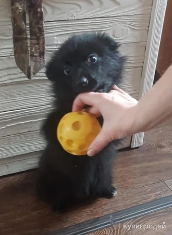 Фото Продам щенка