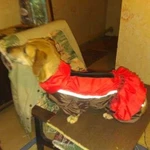 Пошив одежды для собак