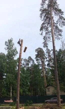 Фото Спил деревьев в Раменском