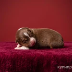 Щенки Австралийской овчарки