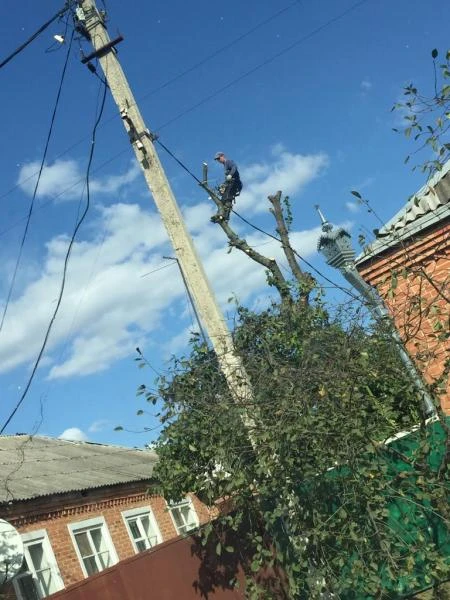 Фото Спил деревьев любой сложности 