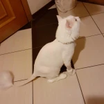 Фото №5 Стрижка кошек и котов на дому.
