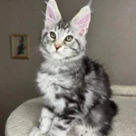 Фото №6 Нежные котята мейн- кун