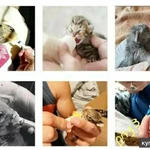 фото Соски для кормления животных