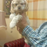 Фото №4 Продаются щенки.