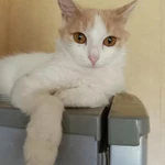 Фото №8 Молоденькая кошечка Белочка в добрые руки