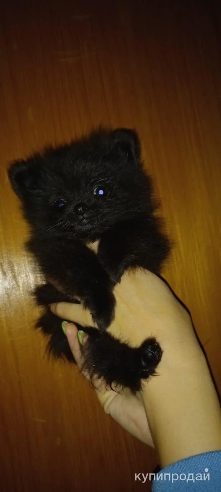 Фото Щенок шпиц мальчик