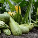 фото Кабачки свежие домашние