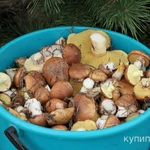 Фото №2 Маслята