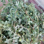 Фото №2 Якорцы стелющиеся, цена за 100 грамм.