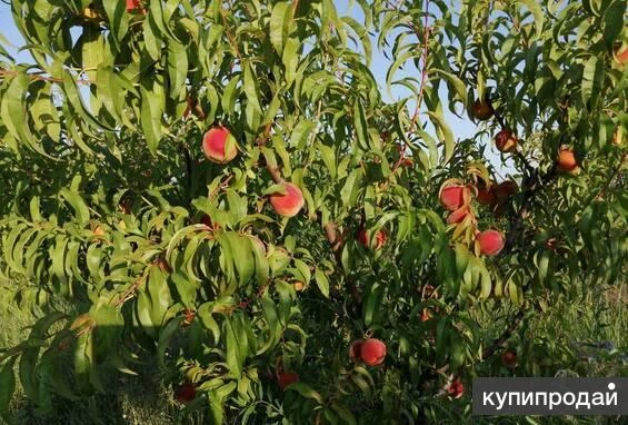 Фото Молодой плодоносящий персиковый сад