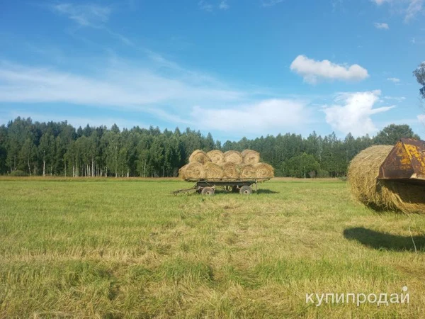 Сено в рулонах