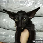 Фото №4 Ориентальные котята