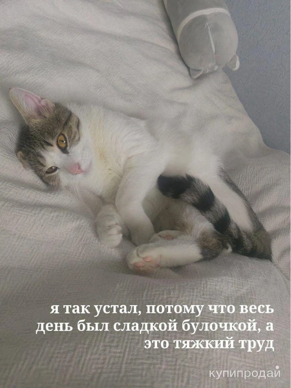 Фото Ищет дом чудесный котик.