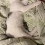 Фото №6 Котенок Булочка в добрые руки