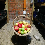 Фото №10 Прививаю новые и редкие сорта яблони, груши, сливы, абрикоса