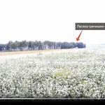 Фото №10 Мёд, трутневой гомогенат, маточное молочко