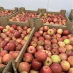 Фото №2 Яблоки от товарного производства