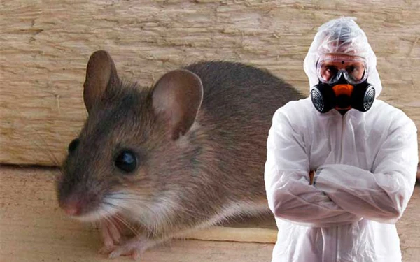 Фото УНИЧТОЖЕНИЕ ГРЫЗУНОВ