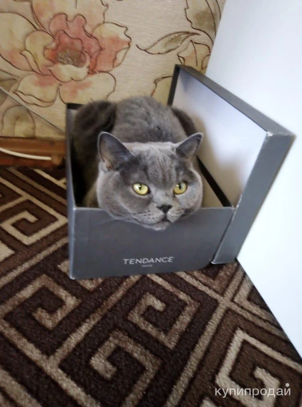 Фото Отдам кошечку надежным, добрым людям