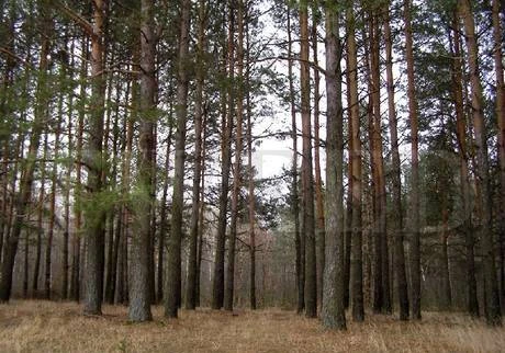 Фото Делянки сосновые