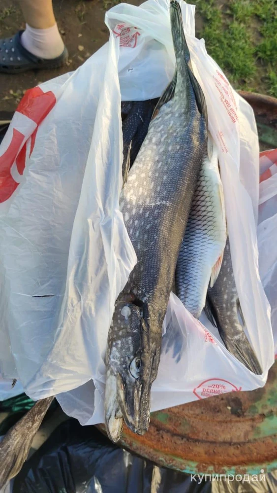 Щука сушёная